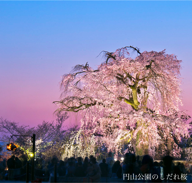 京都の桜 円山公園